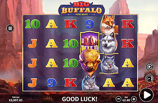 Big Buffalo