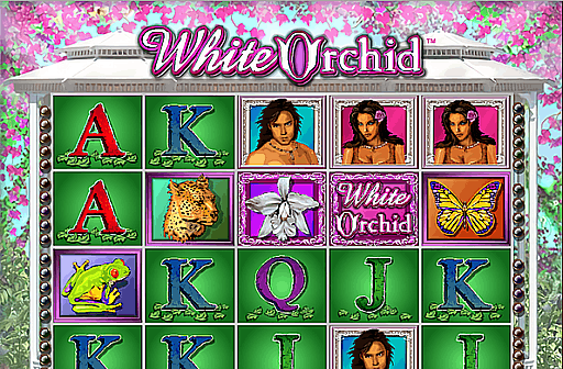 White Orchid