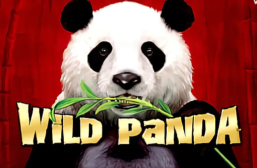 Wild Panda